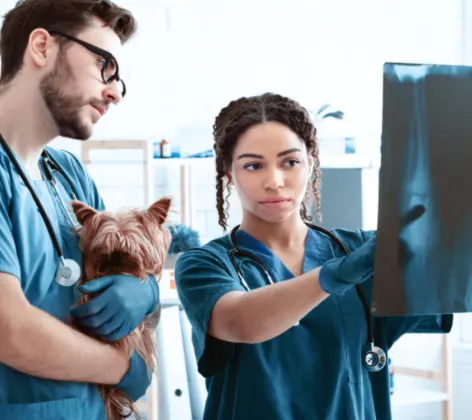 Two Veterinarians Examining an X-Ray with a Dog